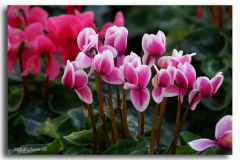 FIORI DI STAGIONE
