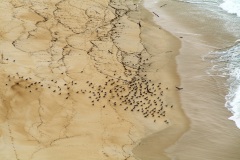 Gabbiani a terra, presagio di tempesta.